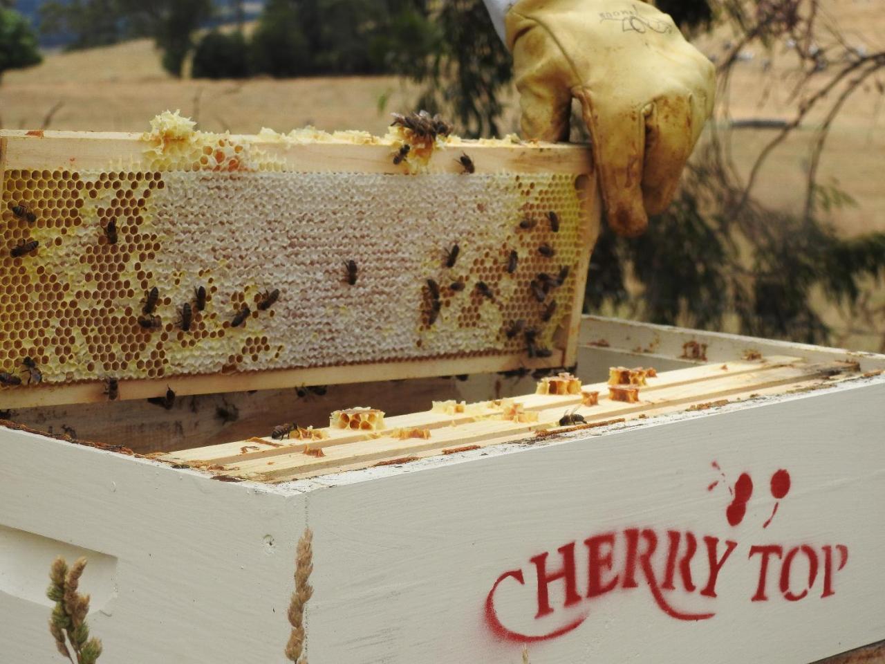 Cherry Top Farmstay - Boutique Eco Village Lilydale Dış mekan fotoğraf